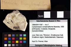 Foto (Objket + Etiketten) von Cycloprosopon complanatiforme (Moericke, 1889) 